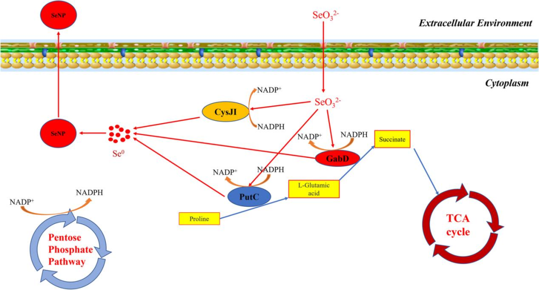 途径之声,尊敬的听众朋友们,欢迎收听